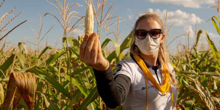 Conab ajustó la proyección de cosecha de maíz tardío en Brasil, pero sigue muy lejos de las estimaciones privadas