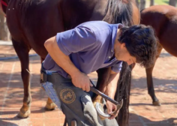 Como reivindicación de un viejo oficio, se realiza la primera Semana del Herrador Argentino