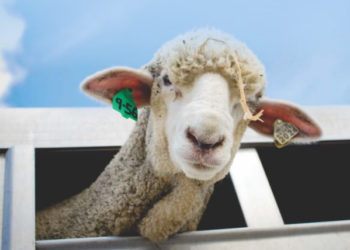 Derribando mitos sobre el agro: ¿Es cierto que la esquila resulta perjudicial para las ovejas?