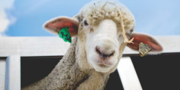 Derribando mitos sobre el agro: ¿Es cierto que la esquila resulta perjudicial para las ovejas?