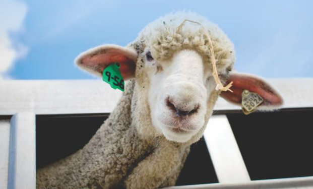 Derribando mitos sobre el agro: ¿Es cierto que la esquila resulta perjudicial para las ovejas?