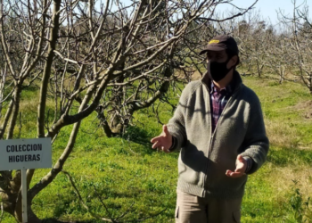El agrónomo Orlando Boragno realiza un silencioso trabajo para mantener viva la fruticultura en el norte de la provincia de Buenos Aires