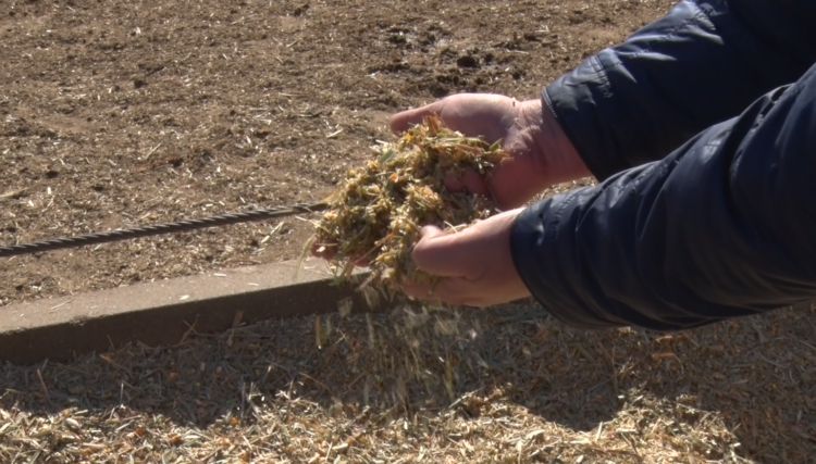 El grupo Budeguer desarrolló un equipo para cosechar y picar los “despuntes” de la caña de azúcar: Se logra así un alimento para el ganado o biomasa para las calderas