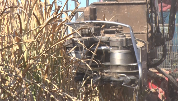 El grupo Budeguer desarrolló un equipo para cosechar y picar los “despuntes” de la caña de azúcar: Se logra así un alimento para el ganado o biomasa para las calderas