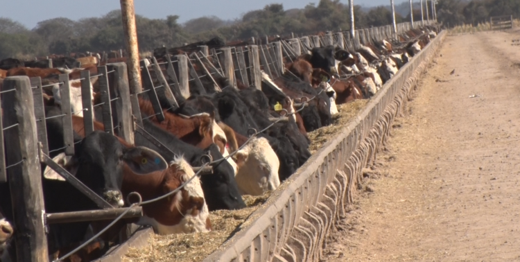 El grupo Budeguer desarrolló un equipo para cosechar y picar los “despuntes” de la caña de azúcar: Se logra así un alimento para el ganado o biomasa para las calderas