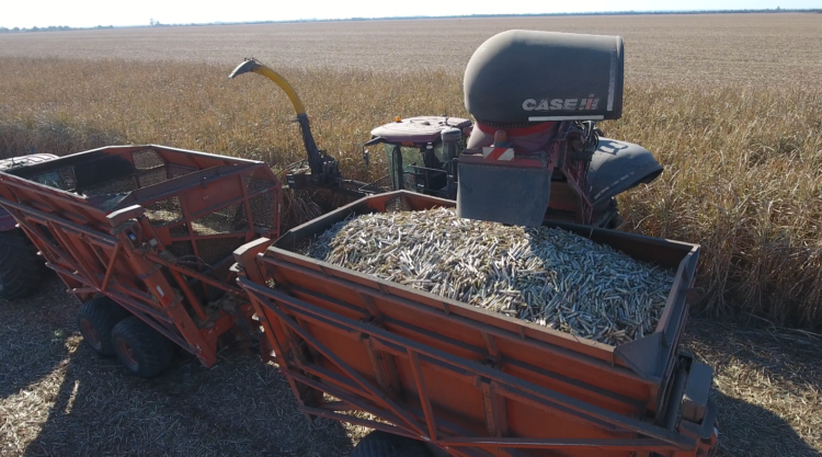 El grupo Budeguer desarrolló un equipo para cosechar y picar los “despuntes” de la caña de azúcar: Se logra así un alimento para el ganado o biomasa para las calderas