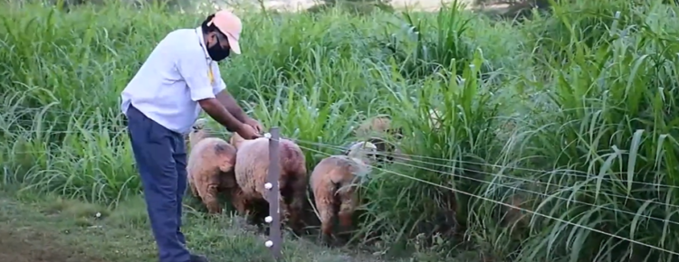 ¿Se pueden criar 120 ovinos en 6 hectáreas? Los Godina reconvirtieron la quinta familiar para montar una cabaña a pocos kilómetros de Posadas