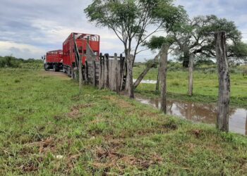Poco feliz Día de la Ganadería: Sigue sin levantar cabeza la faena bovina