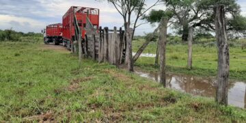 Poco feliz Día de la Ganadería: Sigue sin levantar cabeza la faena bovina