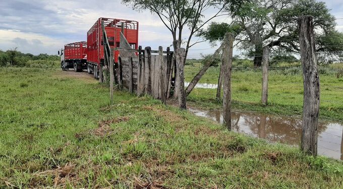 Poco feliz Día de la Ganadería: Sigue sin levantar cabeza la faena bovina