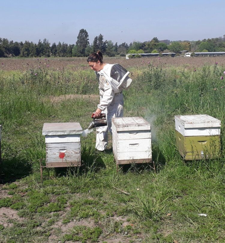 La Carola produce miel de azahares o miel de monte en el norte: Aprendió el oficio de otros apicultores y ahora se desvive por enseñar