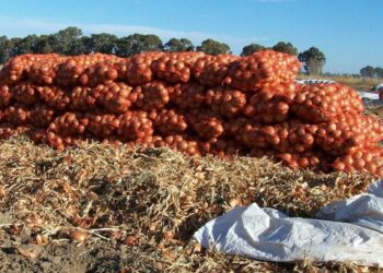Ahora sí que la cebolla hace llorar: Hay sobreproducción, bajos precios, menor demanda exportadora y falta de agua en el sur bonaerense