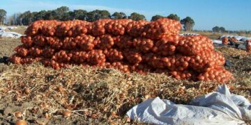 Ahora sí que la cebolla hace llorar: Hay sobreproducción, bajos precios, menor demanda exportadora y falta de agua en el sur bonaerense