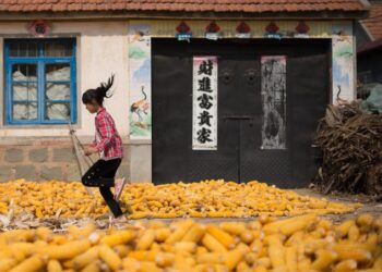 El USDA tiene dos estimaciones muy diferentes sobre el maíz que importará China en 2021/22. ¿A qué se debe?