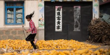 El USDA tiene dos estimaciones muy diferentes sobre el maíz que importará China en 2021/22. ¿A qué se debe?
