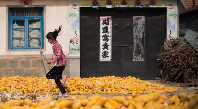 El USDA tiene dos estimaciones muy diferentes sobre el maíz que importará China en 2021/22. ¿A qué se debe?