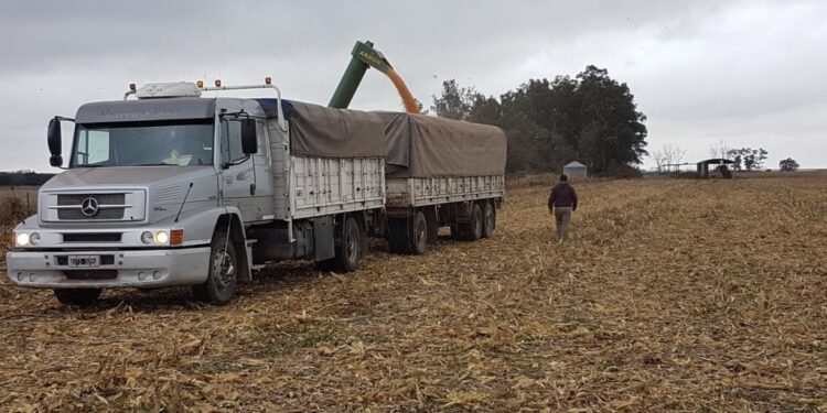 Lo que mata es la humedad: Apenas se logró cosechar un 56% del área maicera argentina