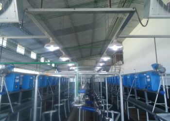 Diagnóstico lechero: Cuando estar mejor no necesariamente significa estar bien