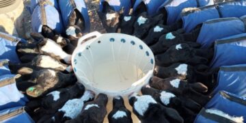 La historia detrás de la foto: Diego Muñiz Barreto protegió a sus terneras con mantas térmicas y armó una guachera comunitaria