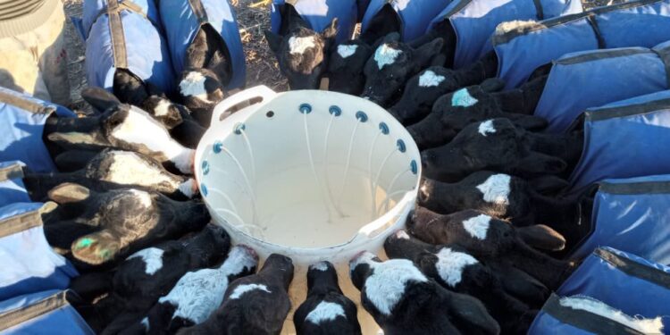La historia detrás de la foto: Diego Muñiz Barreto protegió a sus terneras con mantas térmicas y armó una guachera comunitaria