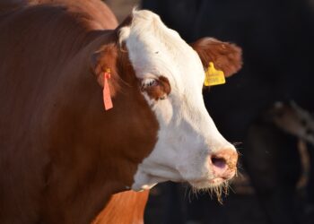 Restricciones a la exportación de carne: pautas para entender a una industria que funciona “al revés”