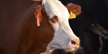 Restricciones a la exportación de carne: pautas para entender a una industria que funciona “al revés”