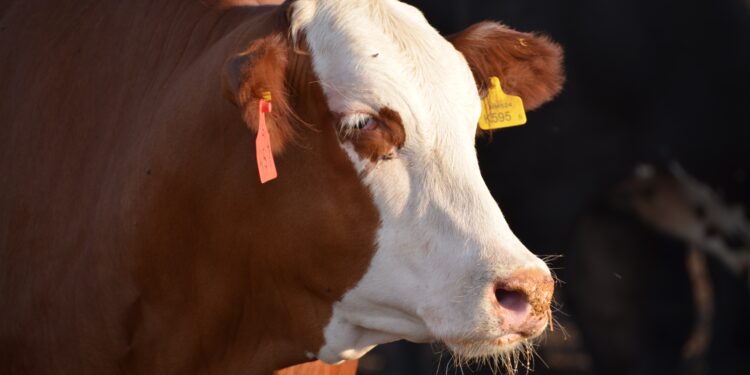 Restricciones a la exportación de carne: pautas para entender a una industria que funciona “al revés”