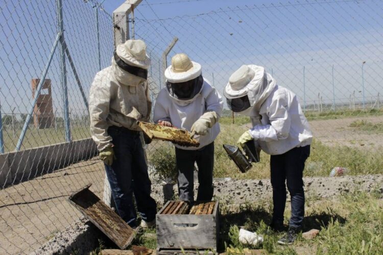 Atravesar los muros volando con las abejas: Internos del Penal 5 de Cipolletti aprenden sobre apicultura y hasta ganan concursos de miel