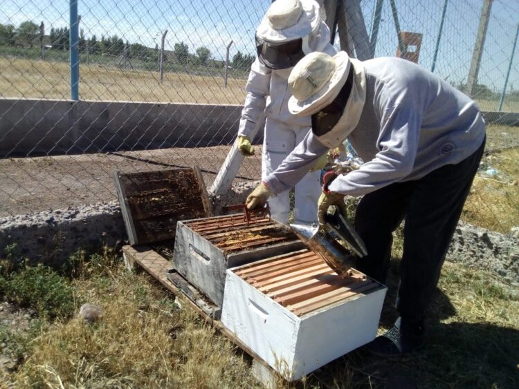 Atravesar los muros volando con las abejas: Internos del Penal 5 de Cipolletti aprenden sobre apicultura y hasta ganan concursos de miel