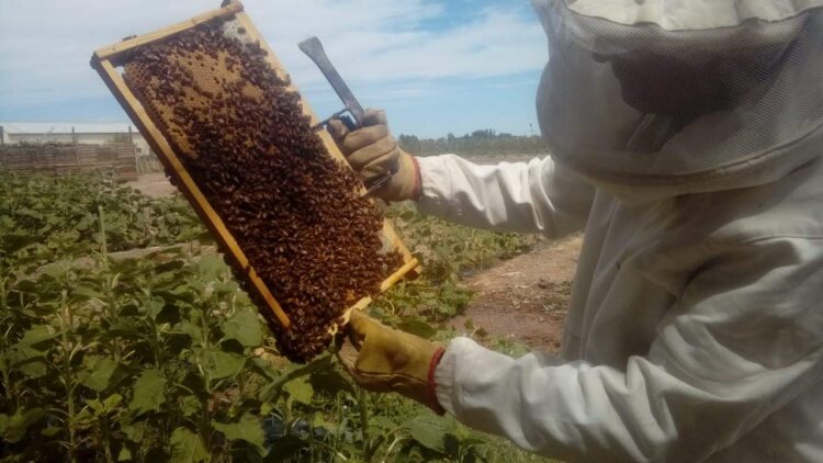 Atravesar los muros volando con las abejas: Internos del Penal 5 de Cipolletti aprenden sobre apicultura y hasta ganan concursos de miel