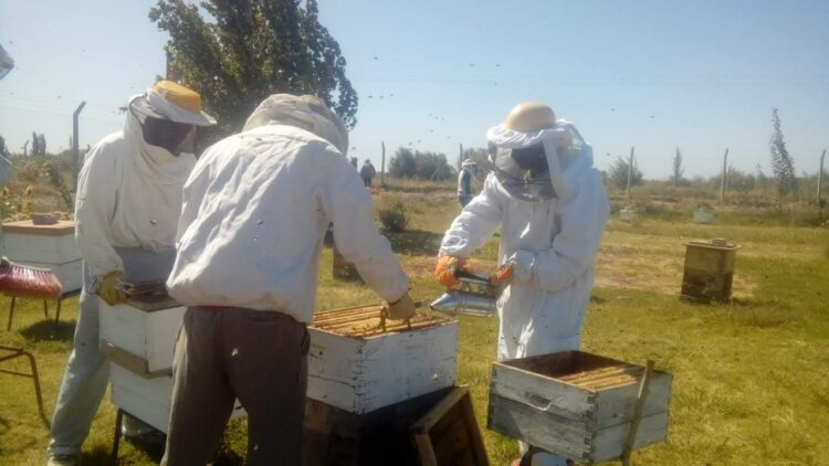 Atravesar los muros volando con las abejas: Internos del Penal 5 de Cipolletti aprenden sobre apicultura y hasta ganan concursos de miel