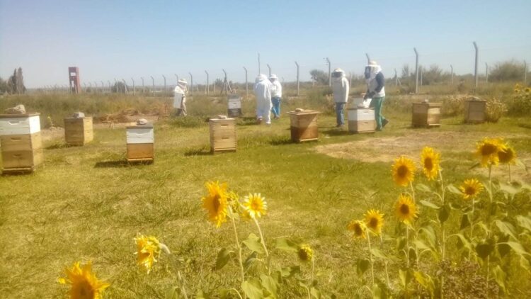 Atravesar los muros volando con las abejas: Internos del Penal 5 de Cipolletti aprenden sobre apicultura y hasta ganan concursos de miel