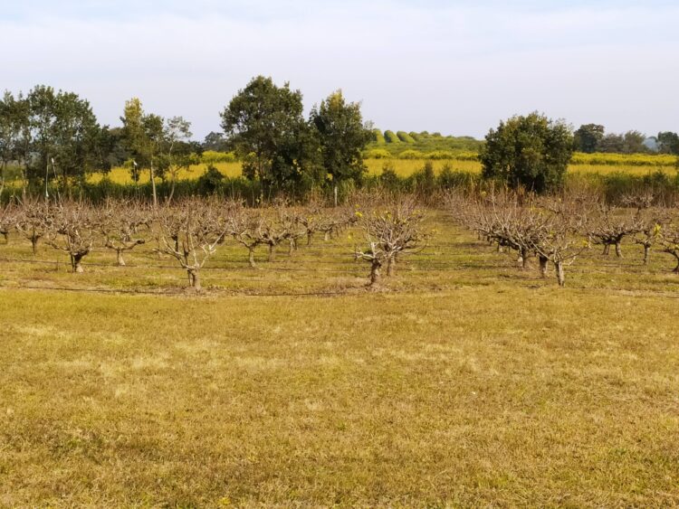 Rodolfo Lescano busca la felicidad apoyado en la producción de higos y en la fórmula química para elaborar vinagre a partir de esa fruta