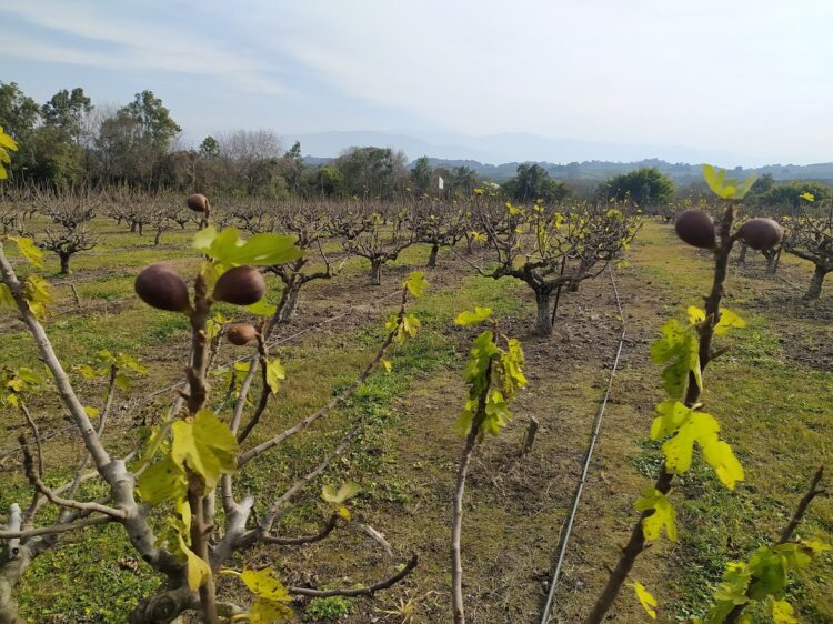 Rodolfo Lescano busca la felicidad apoyado en la producción de higos y en la fórmula química para elaborar vinagre a partir de esa fruta