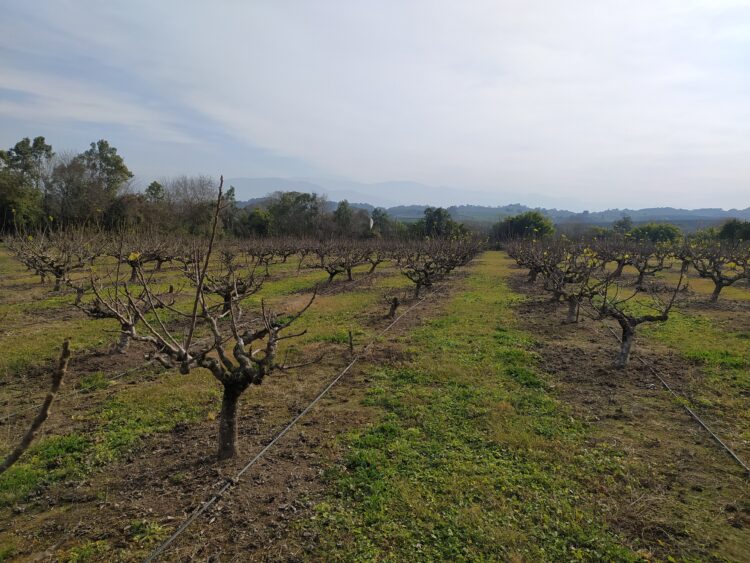Rodolfo Lescano busca la felicidad apoyado en la producción de higos y en la fórmula química para elaborar vinagre a partir de esa fruta