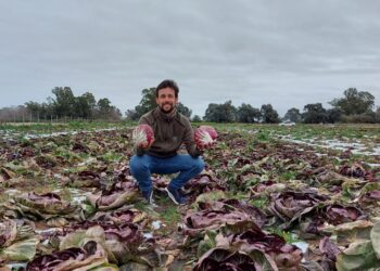 El radicchio es como una gran flor que se cierra: Luis Bastit decidió abrir su sueño de producirlo y hasta pudo exportarlo