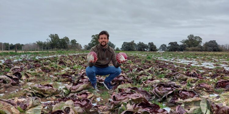 El radicchio es como una gran flor que se cierra: Luis Bastit decidió abrir su sueño de producirlo y hasta pudo exportarlo