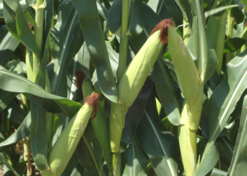 El gobierno argentino amplió en dos millones de toneladas el cupo tácito de exportación de maíz