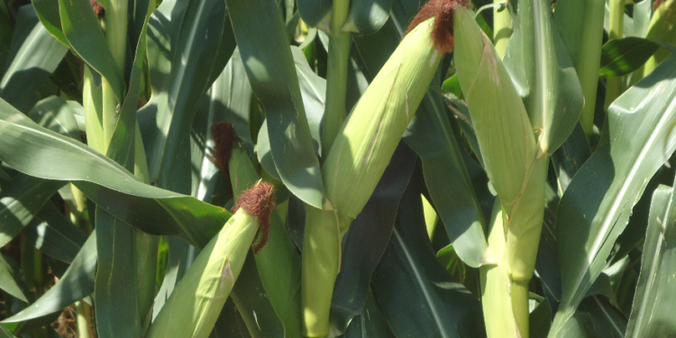 El gobierno argentino amplió en dos millones de toneladas el cupo tácito de exportación de maíz