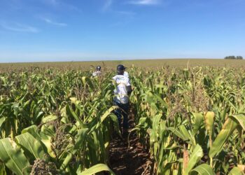 Desastre: El precio del maíz disponible en el sur de Brasil volvió a los niveles presentes antes del inicio de la cosecha del cereal tardío