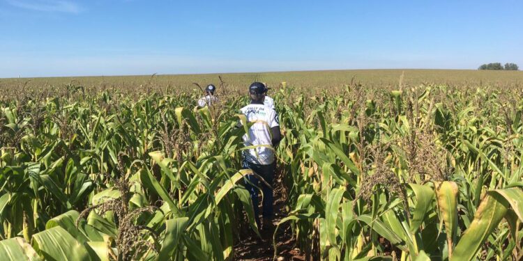 Desastre: El precio del maíz disponible en el sur de Brasil volvió a los niveles presentes antes del inicio de la cosecha del cereal tardío
