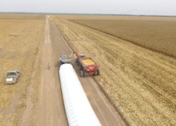 En la zona núcleo pampeana los elevados rindes del maíz temprano “salvaron” la campaña