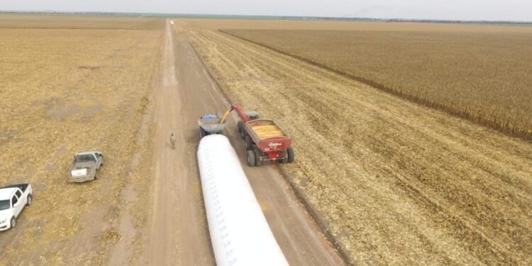 En la zona núcleo pampeana los elevados rindes del maíz temprano “salvaron” la campaña