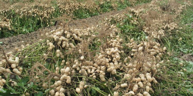 Los integrantes de la cadena del maní advierten que Argentina regalará el negocio a Brasil si el Estado no le quita un pie de encima al sector