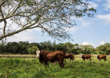 La Fundación Vida Silvestre apoya que la Argentina comience a certificar su soja y su carne cuando estén “libres de deforestación”