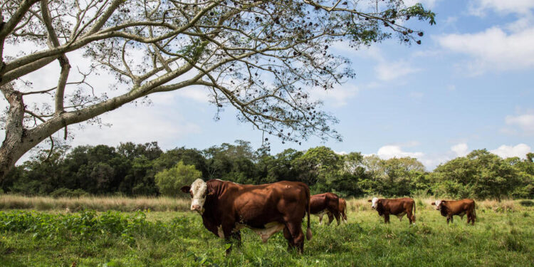 La Fundación Vida Silvestre apoya que la Argentina comience a certificar su soja y su carne cuando estén “libres de deforestación”