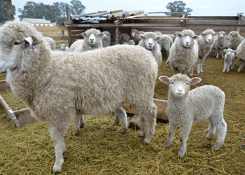 La nueva Ley Ovina obtuvo dictamen favorable y está a un paso de ser aprobada por la Cámara de Diputados