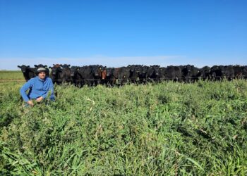 ¿Tus vacas se alimentan a pasto? Ahora vas a poder certificarlas