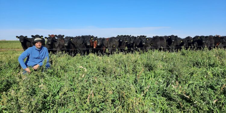 ¿Tus vacas se alimentan a pasto? Ahora vas a poder certificarlas