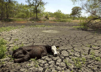 Le llegó el turno a los criadores: El “cepo cárnico” comenzó a reducir los ingresos de los empresarios encargados de garantizar la oferta disponible de hacienda